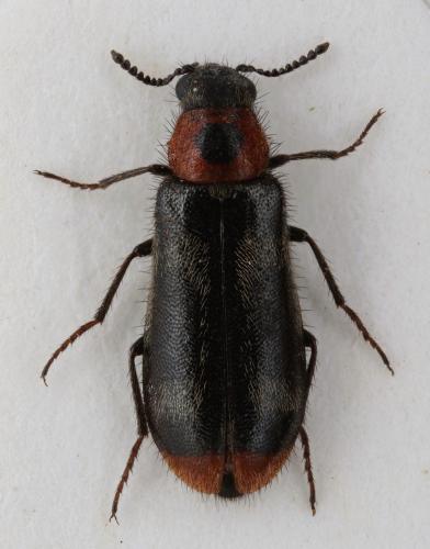 Réf. 215 388 : Dasytes terminalis